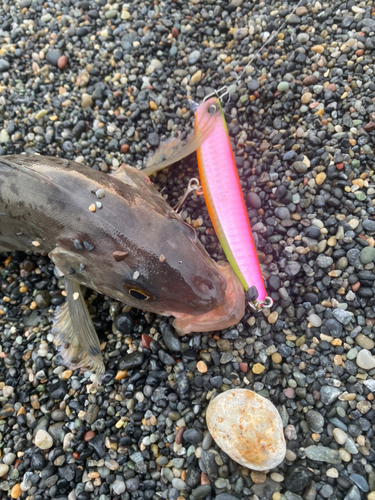 ホッケの釣果