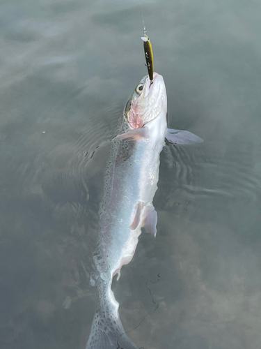 ニジマスの釣果