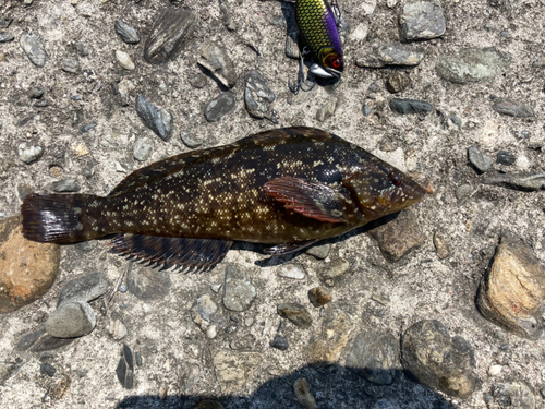 アイナメの釣果