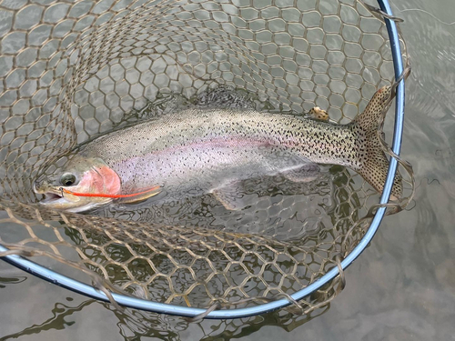 ニジマスの釣果