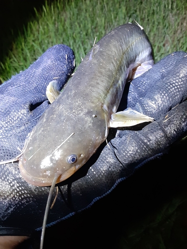 ナマズの釣果