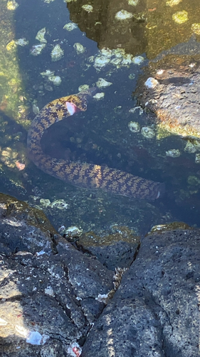 ウツボの釣果