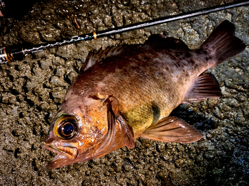 メバルの釣果