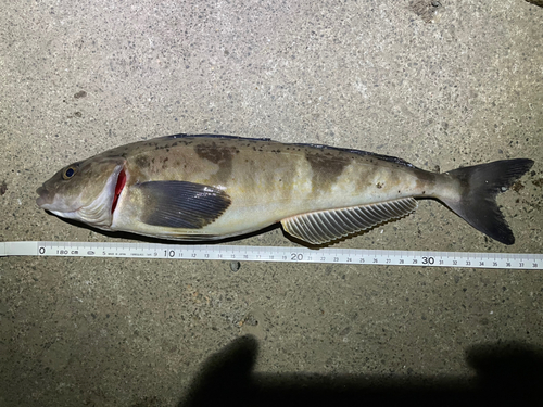 ホッケの釣果