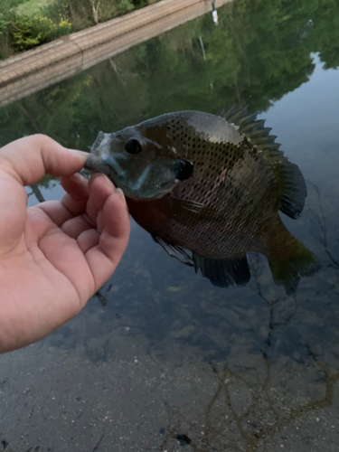 ブルーギルの釣果