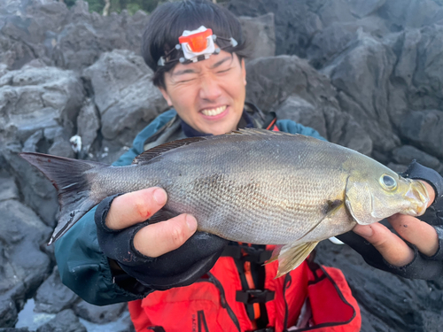 イサキの釣果