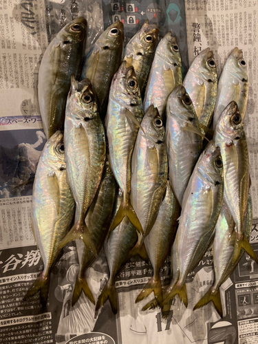 アジの釣果