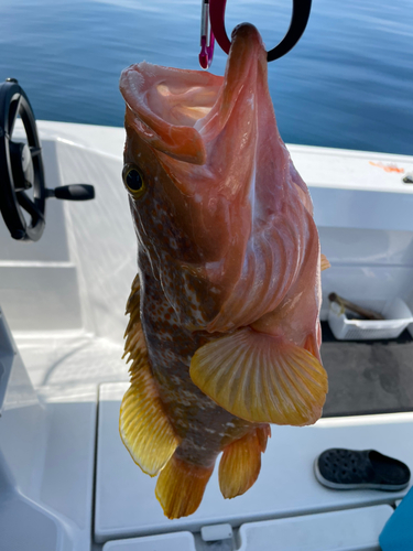 アコウの釣果