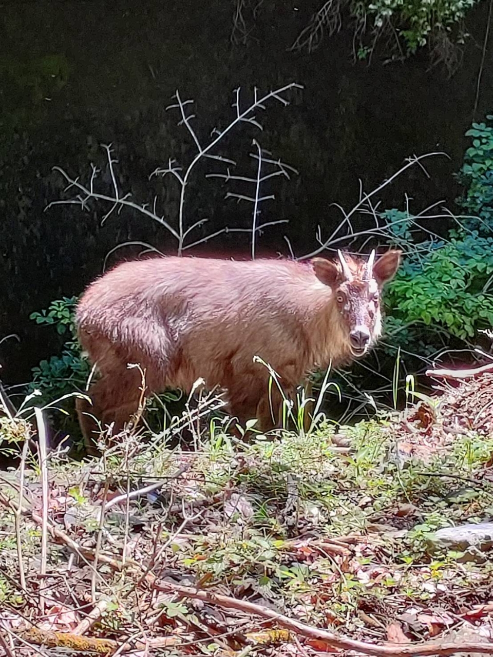 アマゴ