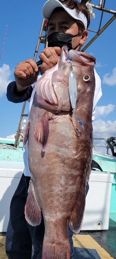 マハタの釣果