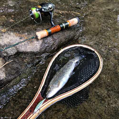 ニジマスの釣果