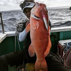 スジアラの釣果