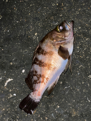 メバルの釣果