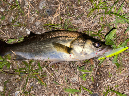 スズキの釣果