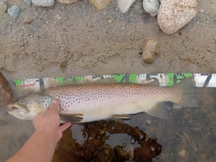 ブラウントラウトの釣果