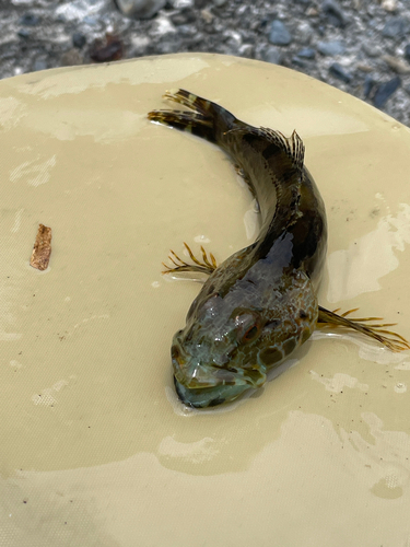 アナハゼの釣果