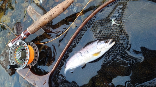 ヤマメの釣果