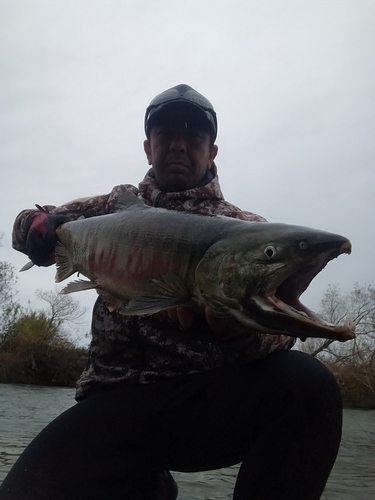 シロザケの釣果