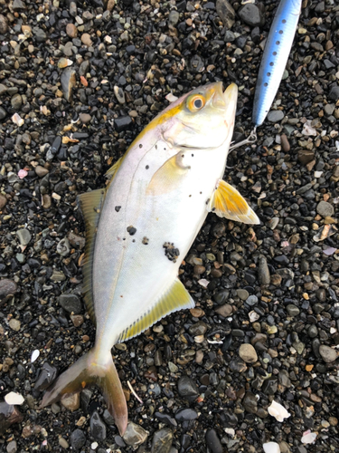 ショゴの釣果