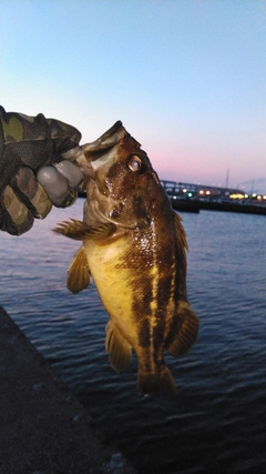 シマソイの釣果