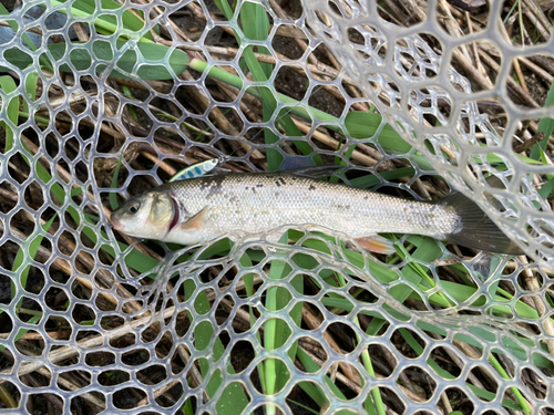 ウグイの釣果