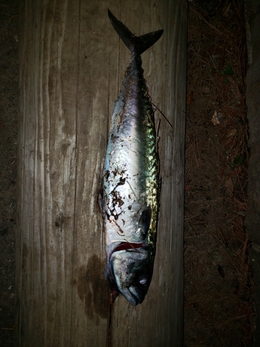 サバの釣果