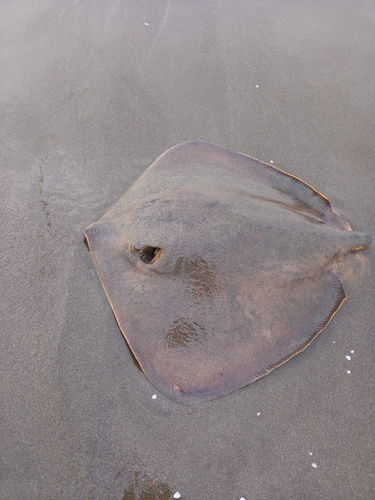 アカエイの釣果