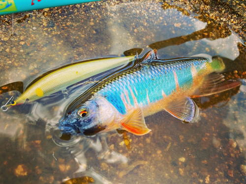 オイカワの釣果