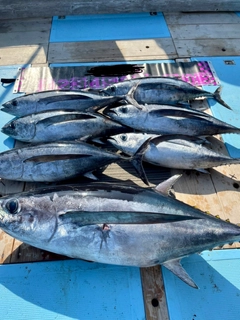 ビンチョウマグロの釣果