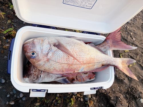 マダイの釣果