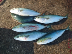 イナダの釣果