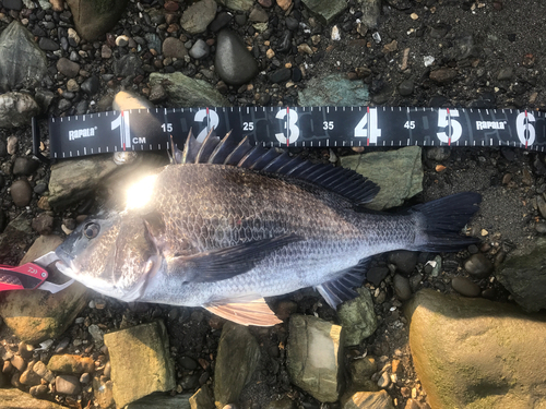 クロダイの釣果