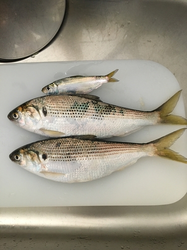 コノシロの釣果