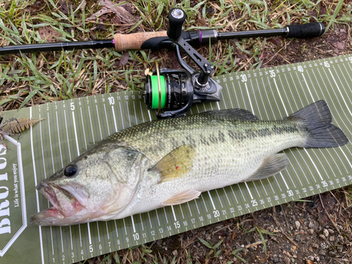 ブラックバスの釣果