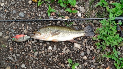 ブラックバスの釣果