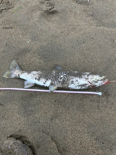 アメマスの釣果