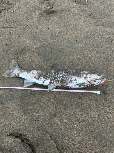 アメマスの釣果