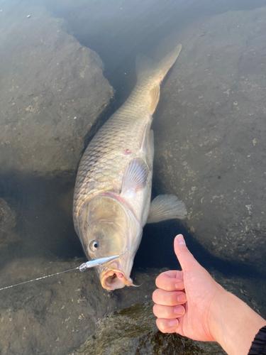 コイの釣果