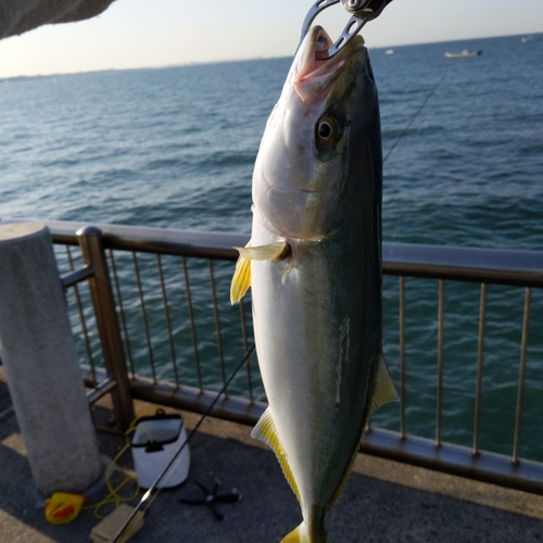 イナダの釣果