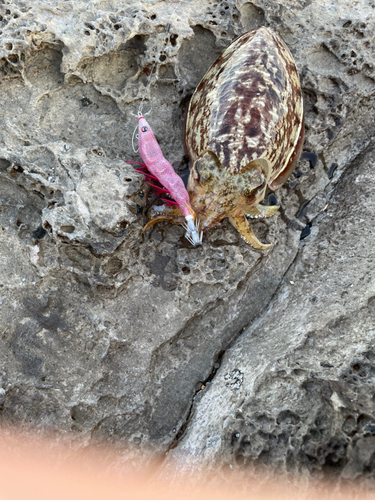 コウイカの釣果