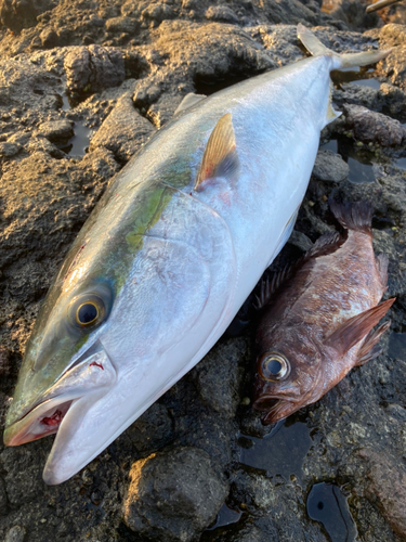 ブリの釣果