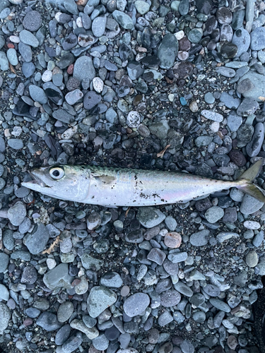 サバの釣果