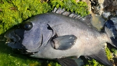 イシダイの釣果