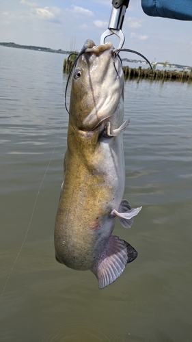 アメリカナマズの釣果