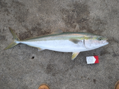 メジロの釣果