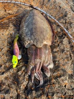 モンゴウイカの釣果