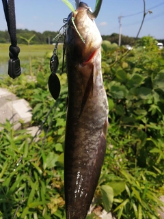 ナマズの釣果