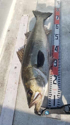 シーバスの釣果