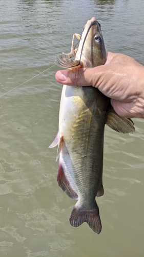 アメリカナマズの釣果