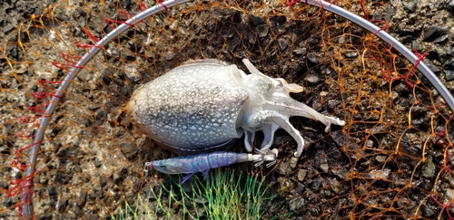 シリヤケイカの釣果